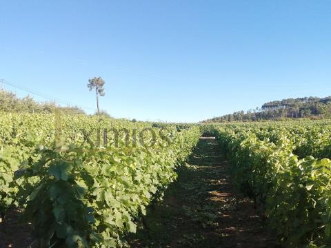 Quinta com produção de vinho e árvores de fruto, em Guiães