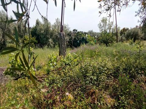 Rustic land In Penamacor
