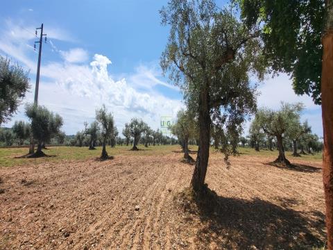 Rustic Land - 1.34 ha - Construction Feasibility - Freixial and Juncal do Campo