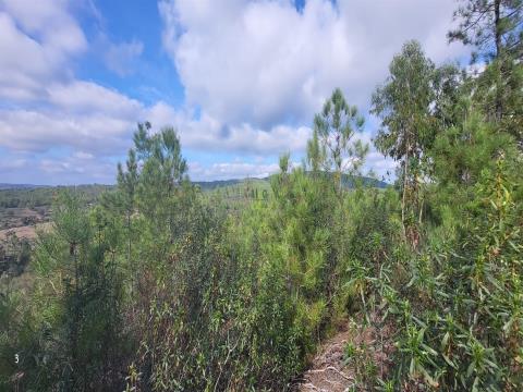 Rustic land - 1750m2 - Forest - Toulões - Idanha-a-Nova