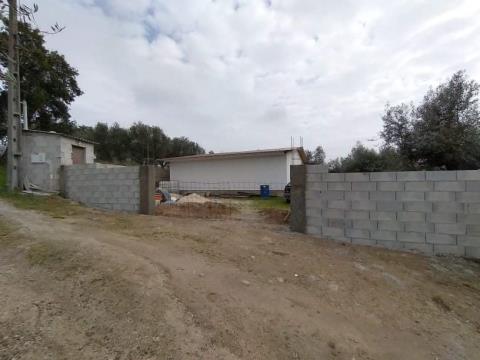 lote terreno, poço, oliveiras, escalos de cima