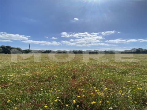 Terreno Rústico com 18.750 m² – Alcáçovas, Viana do Alentejo