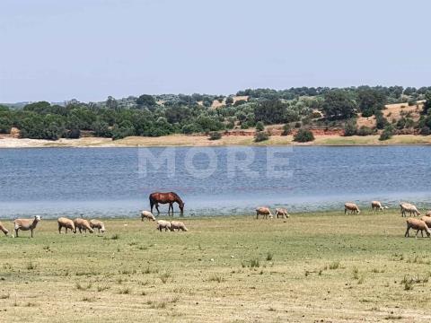 Herdade - 31,5 hectares - Torrão