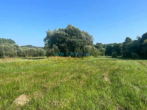  Building Land with 5000m2 for Sale in Ourém