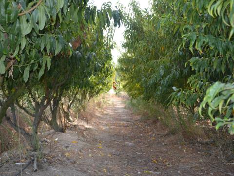 Quinta com 7 hectares e 6000 árvores de fruto no Poceirão
