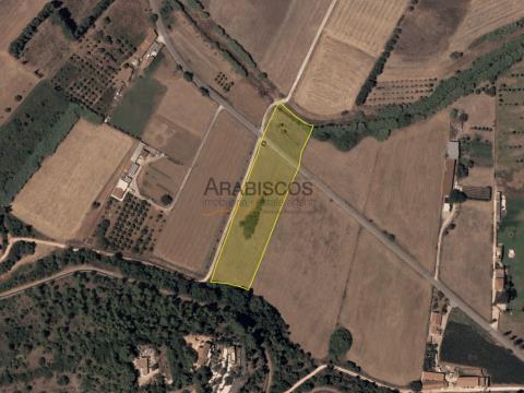 Rustic land - Flat - Good access - Irrigation perimeter - Odiáxere - Lagos - Algarve
