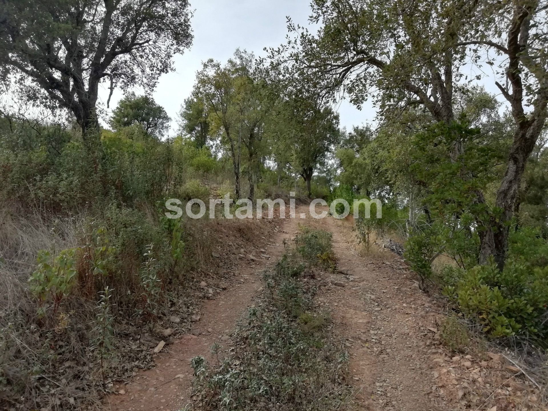 Terreno em Almodôvar