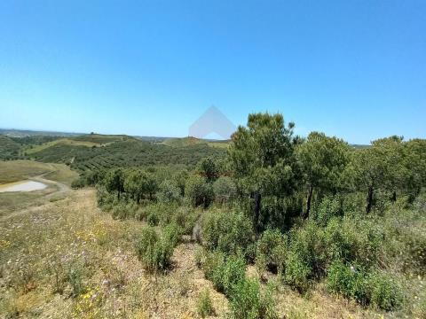 Terreno Rústico, Faro, Castro Marim