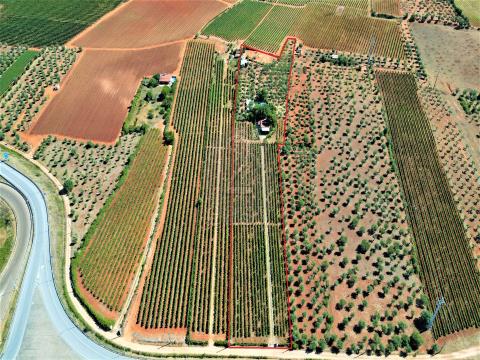 Small farm in Alentejo, with vineyard, olive grove and pool, Borba