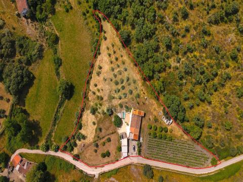Magnifique ferme dans l’Alentejo, avec des vignobles, des oliveraies et des ressources en eau