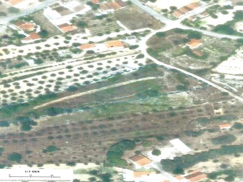 Terrain rustique d´une superficie de 4 800 m2, possibilité de construction, situé à Torres Novas.